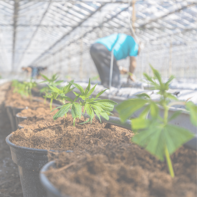 Mentalla Cannabis – Wir wollen Nachhaltigkeit in Tübingen